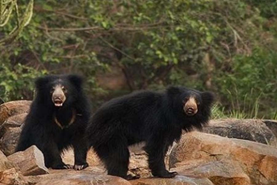 Hire Tempo Traveller in Ahmedabad to Ratanmahal Sloth Bear Sanctuary